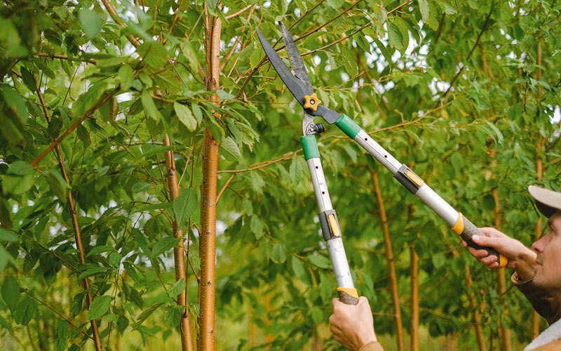 Tree trimming in Hannibal, NY